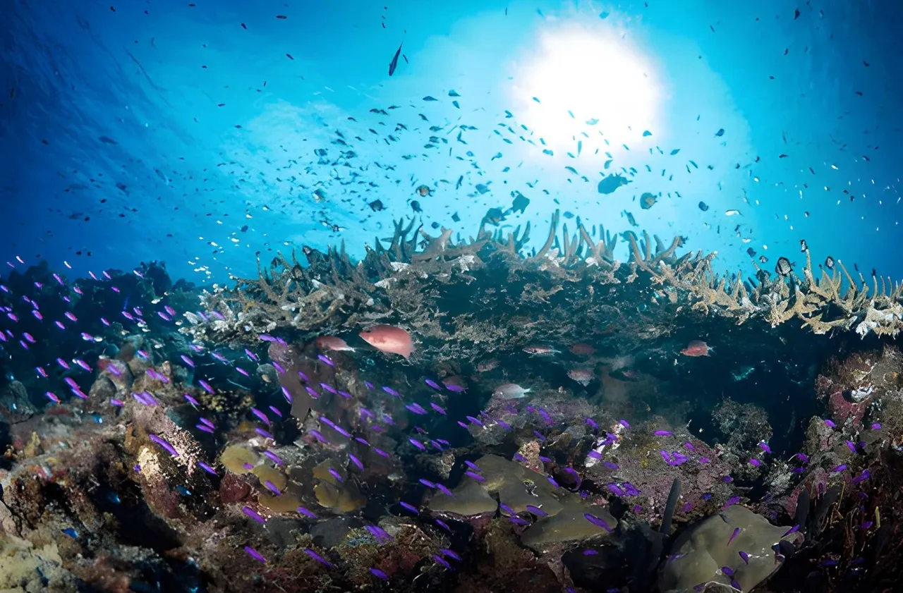 Учени откриха 31 нови морски вида в дълбините на океана